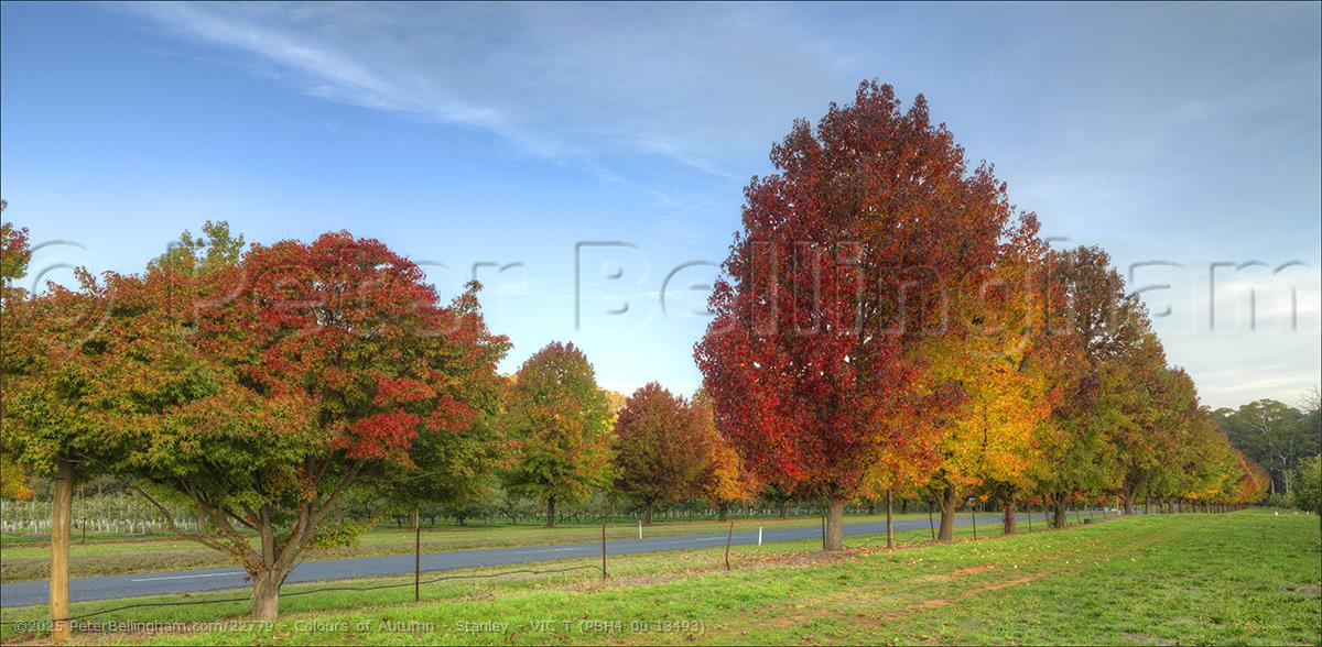 Peter Bellingham Photography Colours of Autumn - Stanley - VIC T (PBH4 00 13493)